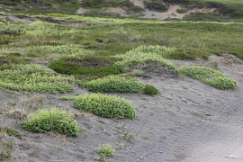 Ледниковый лютик жив! Учёные МАУ исследовали популяции редких растений