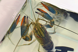 Мир аквакультуры: от нильской тиляпии до африканского сома