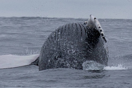 Арктические гиганты: в МАУ прошла лекция о морских млекопитающих